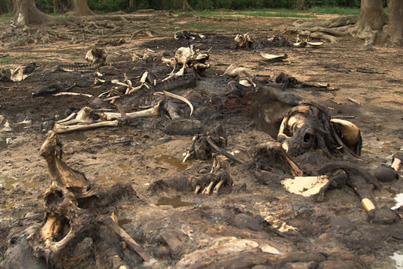 The ground is littered with decaying elephant carcasses after an ivory-fueled massacre by poachers in the Dzanga Bai clearing in the southwest corner of the Central African Republic.