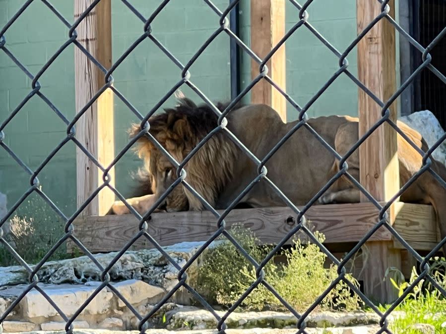 Austin Zoo celebrates lions Sango and Jelani’s 10th birthday (KXAN Photo/Todd Bailey)