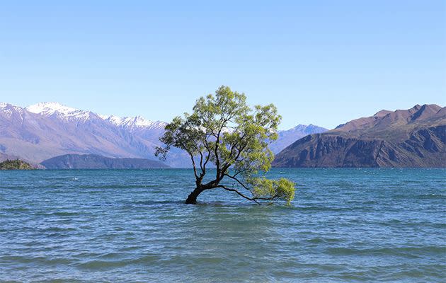 That Wanaka Tree is oh so Insta-worthy right about now! Source: Holly O'Sullivan