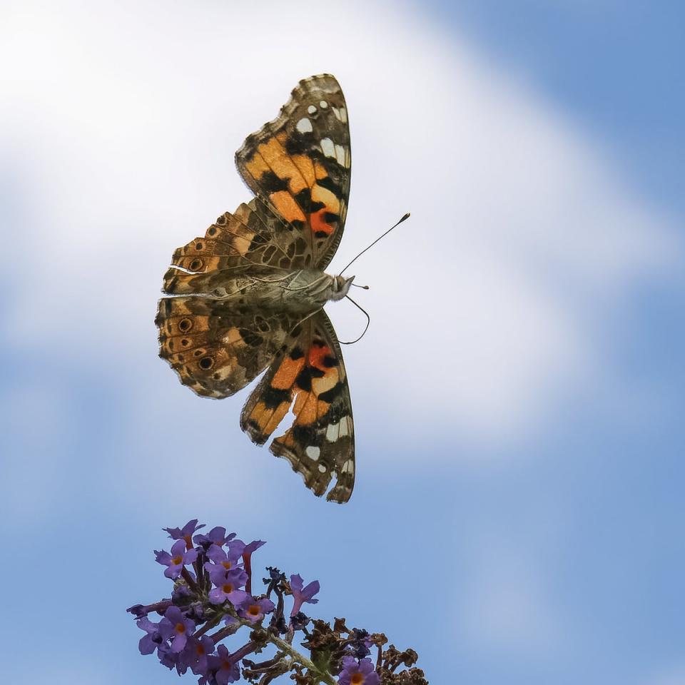 The painted lady is one the most common of all butterfly species (Andrew Fusek Peters/SWNS)