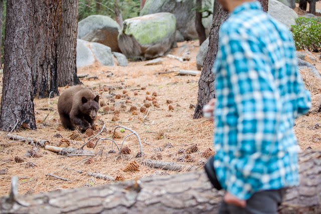 <p>Getty</p> A black bear cub standing on the wooden floor of the house yard during daytime with blurred background, Vermont.