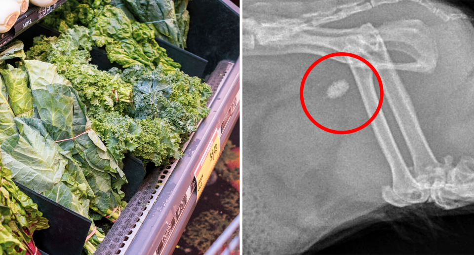 Left - shelves full of kale and other green vegetables. Right - a circles urinary tract stone X-ray