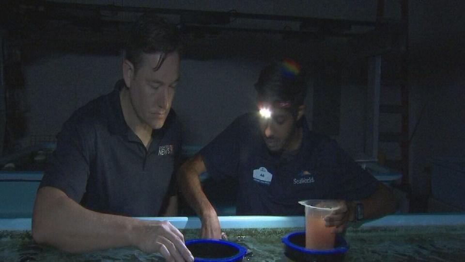 Certified meteorologist George Waldenberger visited the Florida Coral Rescue Center, which protects these coral species, and saw how they may help solve the recent coral bleaching event our reefs are experiencing.