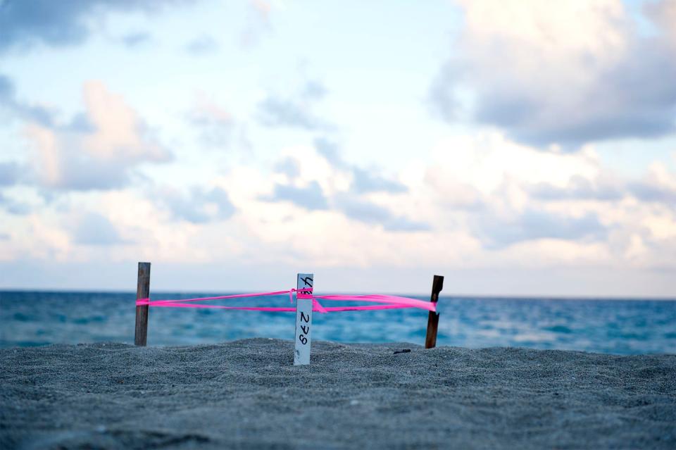 A sea turtle nest is marked at Midtown Beach Thursday in Palm Beach.  MEGHAN McCARTHY/Palm Beach Daily News