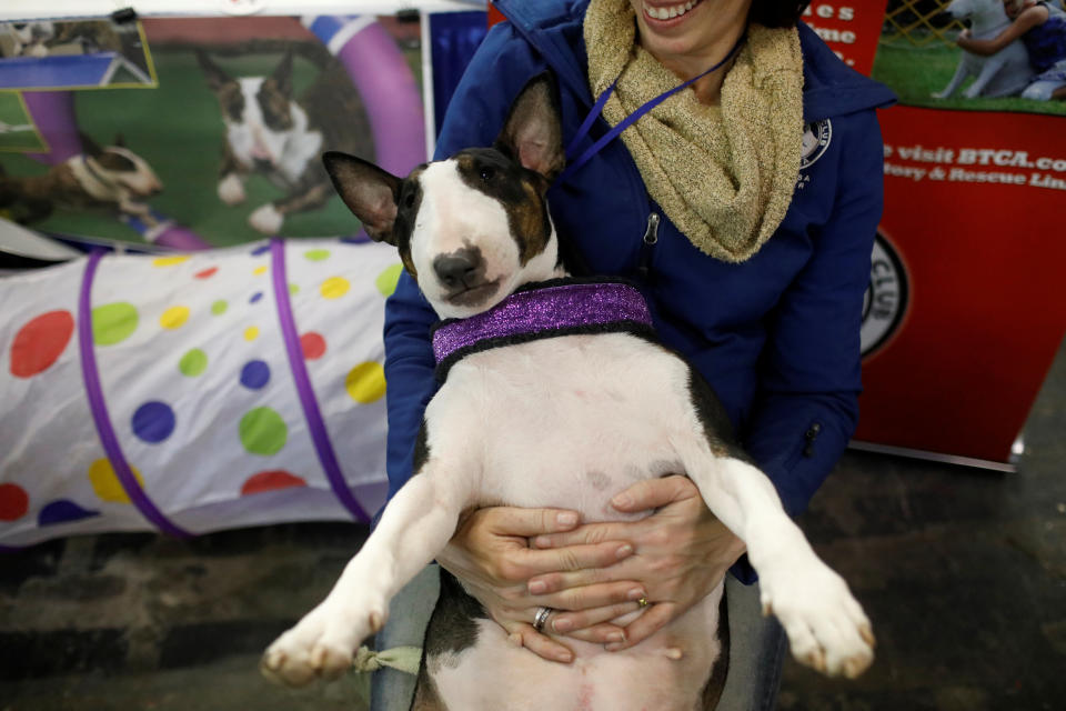 Patrice, a bull terrier, is held during the Meet the Breeds event ahead of the 143rd Westminster Kennel Club Dog Show in New York, Feb. 9, 2019. (Photo: Andrew Kelly/Reuters)