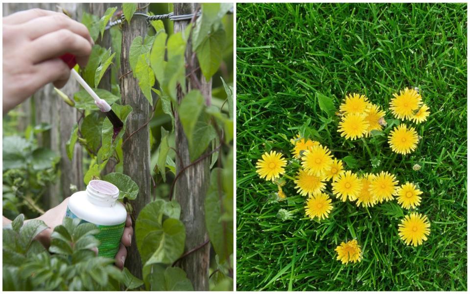 Weed killer vs weeds