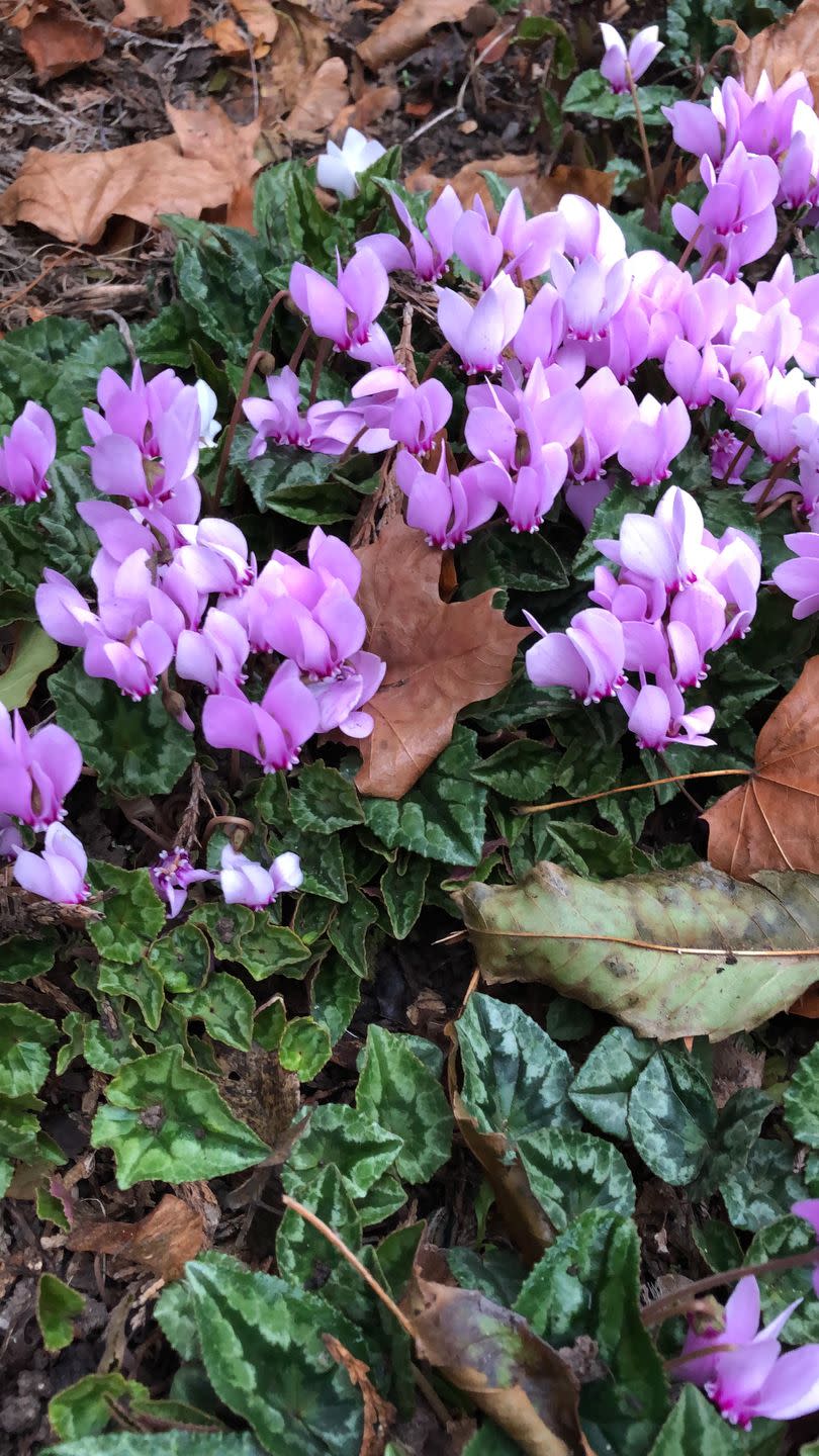 <p><a href="https://www.amazon.com/Outsidepride-Cyclamen-Royal-Mini-Seeds/dp/B009DNWMZ6/?tag=syn-yahoo-20&ascsubtag=%5Bartid%7C10050.g.4662%5Bsrc%7Cyahoo-us" rel="nofollow noopener" target="_blank" data-ylk="slk:Cyclamen;elm:context_link;itc:0;sec:content-canvas" class="link ">Cyclamen</a> often are sold as houseplants, but they work as pretty groundcovers in warm climates and will bloom for months. </p>