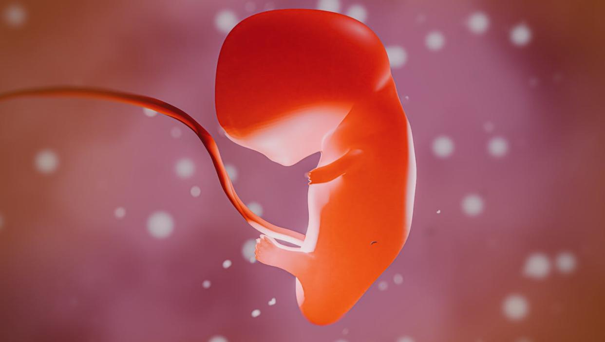 <a href="https://www.shutterstock.com/es/image-illustration/embryo-phase-fetal-brain-development-challenges-2451395737" rel="nofollow noopener" target="_blank" data-ylk="slk:CI Photos / Shutterstock;elm:context_link;itc:0;sec:content-canvas" class="link ">CI Photos / Shutterstock</a>