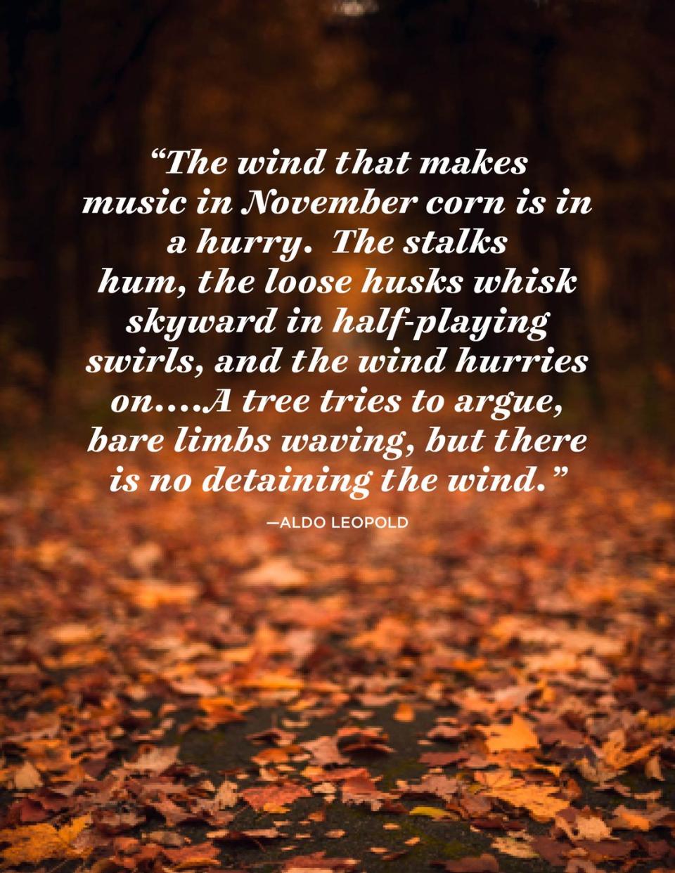 <p>"The wind that makes music in November corn is in a hurry. The stalks hum, the loose husks whisk skyward in half-playing swirls, and the wind hurries on... A tree tries to argue, bare limbs waving, but there is no detaining the wind."</p>