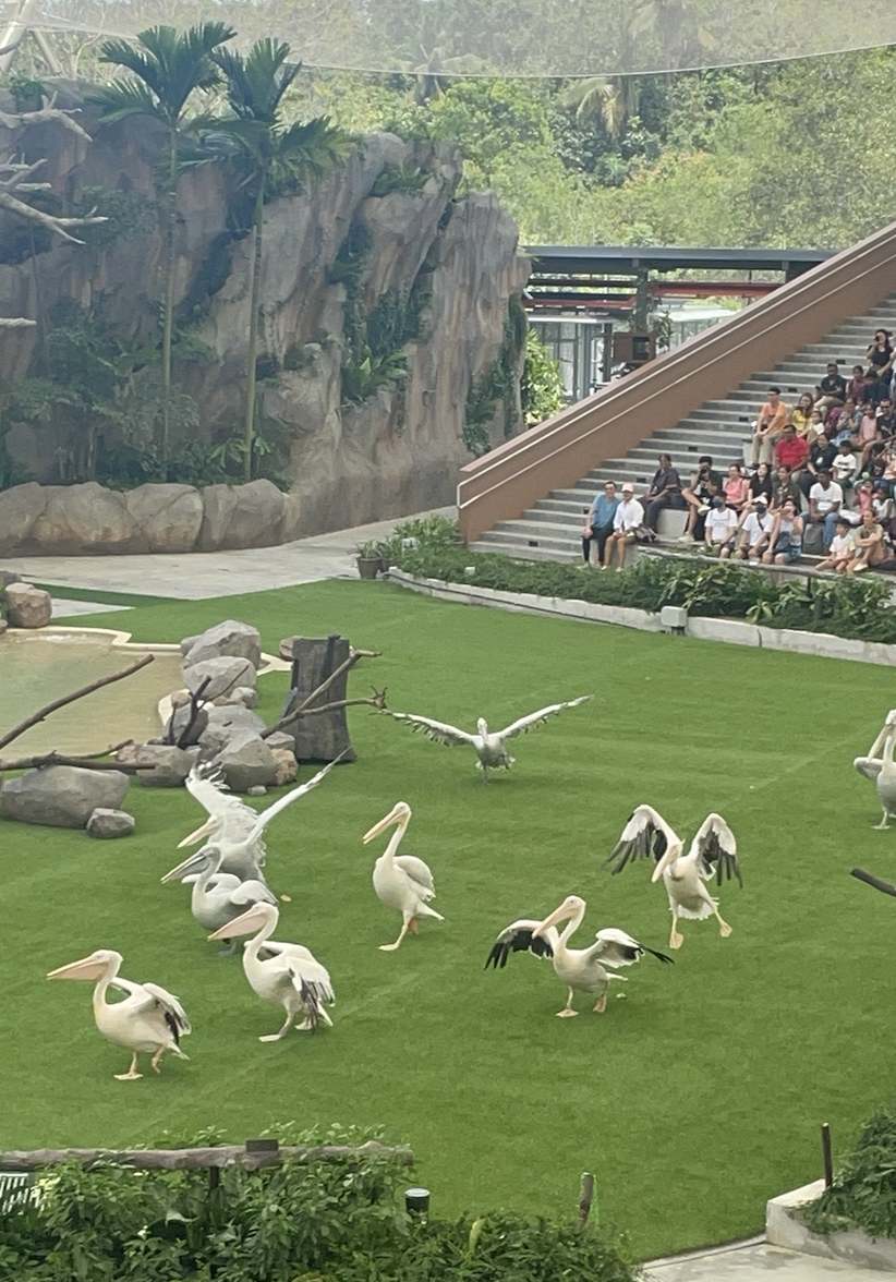 Pelicans perform at the Wings of the World