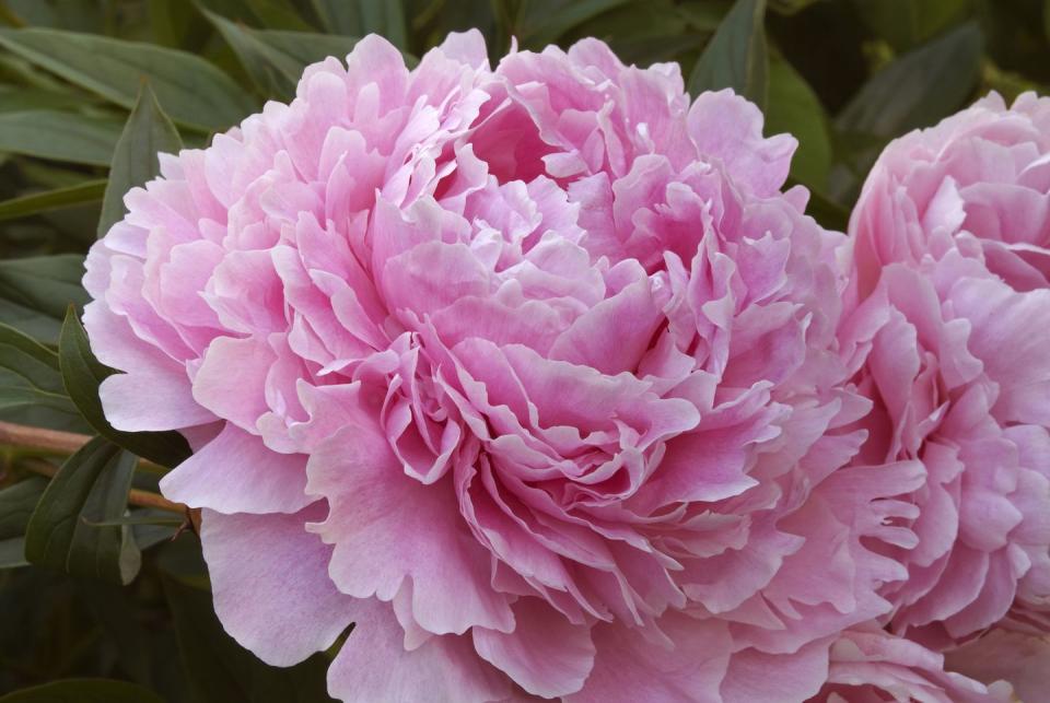 12) Peony