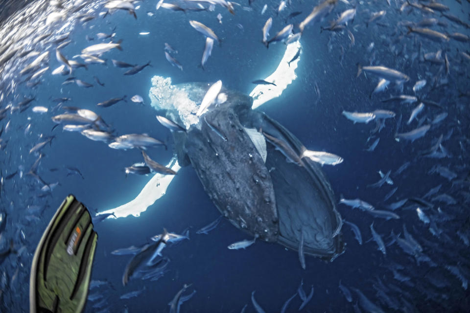 Das war knapp! Mit weit geöffnetem Maul schwimmt der Wal direkt auf den Taucher zu, vorne ist noch dessen Taucherflosse zu sehen. (Bild: Andy Schmid Underwater Photography / CATERS NEWS)