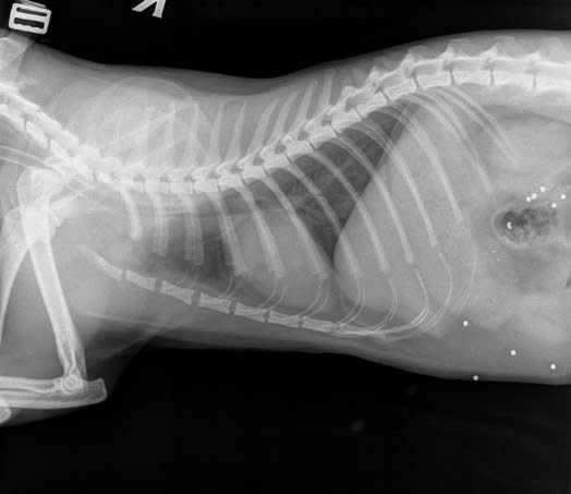 X-Ray of Gringo the cat after he was shot full of lead pellets (SWNS)