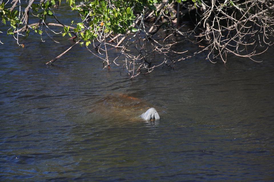 Manatees make their way up the Orange River in Fort Myers in search of warmer waters on Friday, Jan. 13, 2023. A total of 65 manatee deaths have been tallied in Lee County waters through March 31 by the Florida Fish and Wildlife Conservation Commission.