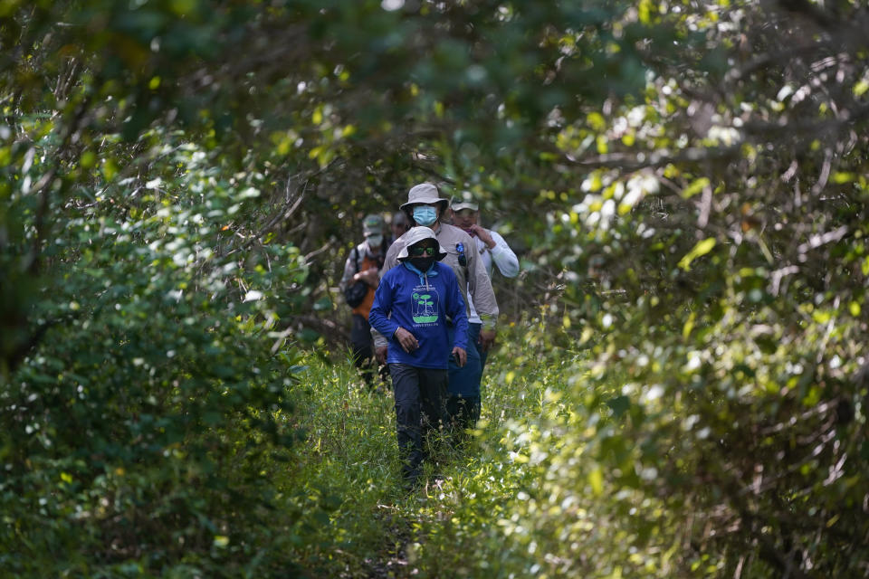 Jorge Alfredo Herrera, a researcher at the Center for Research and Advanced Studies of the Mexican Polytechnic Institute in Yucatan, walks through the Dzilam de Bravo reserve, in Mexico’s Yucatan Peninsula, Friday, Oct. 8, 2021. (AP Photo/Eduardo Verdugo)