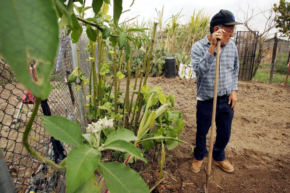<span class="caption">An immigrant tends his plot at the South Central Community Farm in Los Angeles.</span> <span class="attribution"><a class="link " href="https://www.gettyimages.com/detail/news-photo/miguel-de-la-torre-tends-his-plot-at-the-south-central-news-photo/57041809?adppopup=true" rel="nofollow noopener" target="_blank" data-ylk="slk:David McNew/Getty Images;elm:context_link;itc:0;sec:content-canvas">David McNew/Getty Images</a></span>
