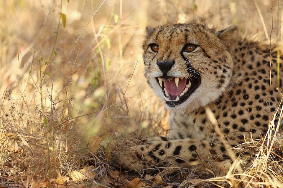 A cheetah hisses in Edeni Game Reserve, a 21,000 acre wilderness area with an abundance of game and birdlife located near Kruger National Park in South Africa.