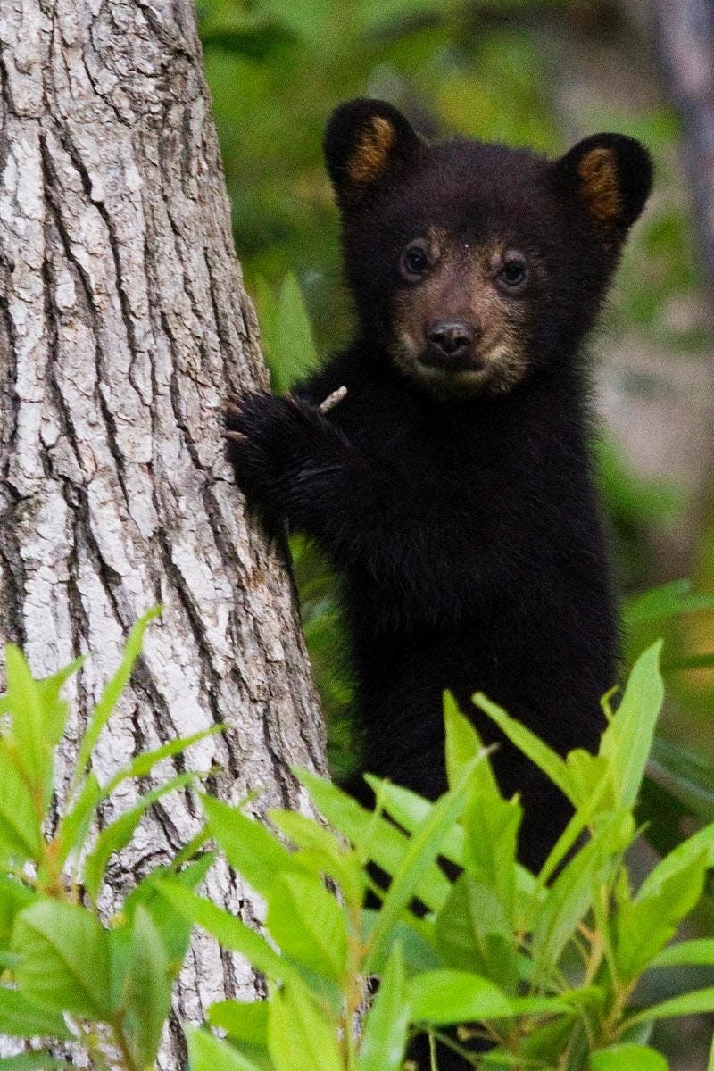 This black bear cub was photographed earlier this year at the Alligator River Wildlife Refuge in North Carolina. National forests in WNC want all campers to use bearproof food containers.