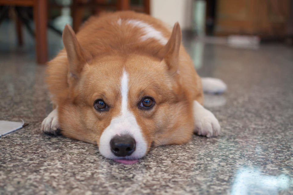 Corgi Dog