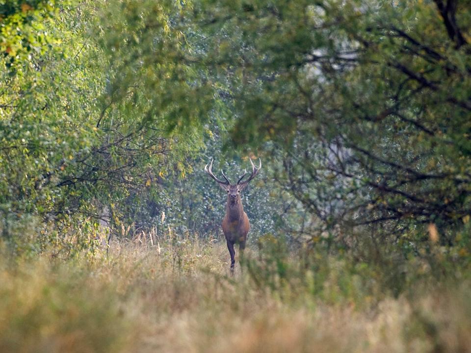 chernobyl wildlife