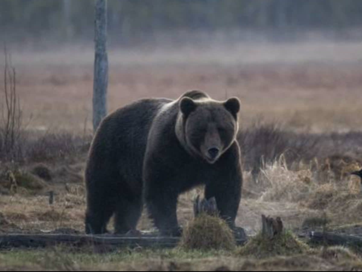 File photo: A brown bear walks through a field  (AFP via Getty Images)