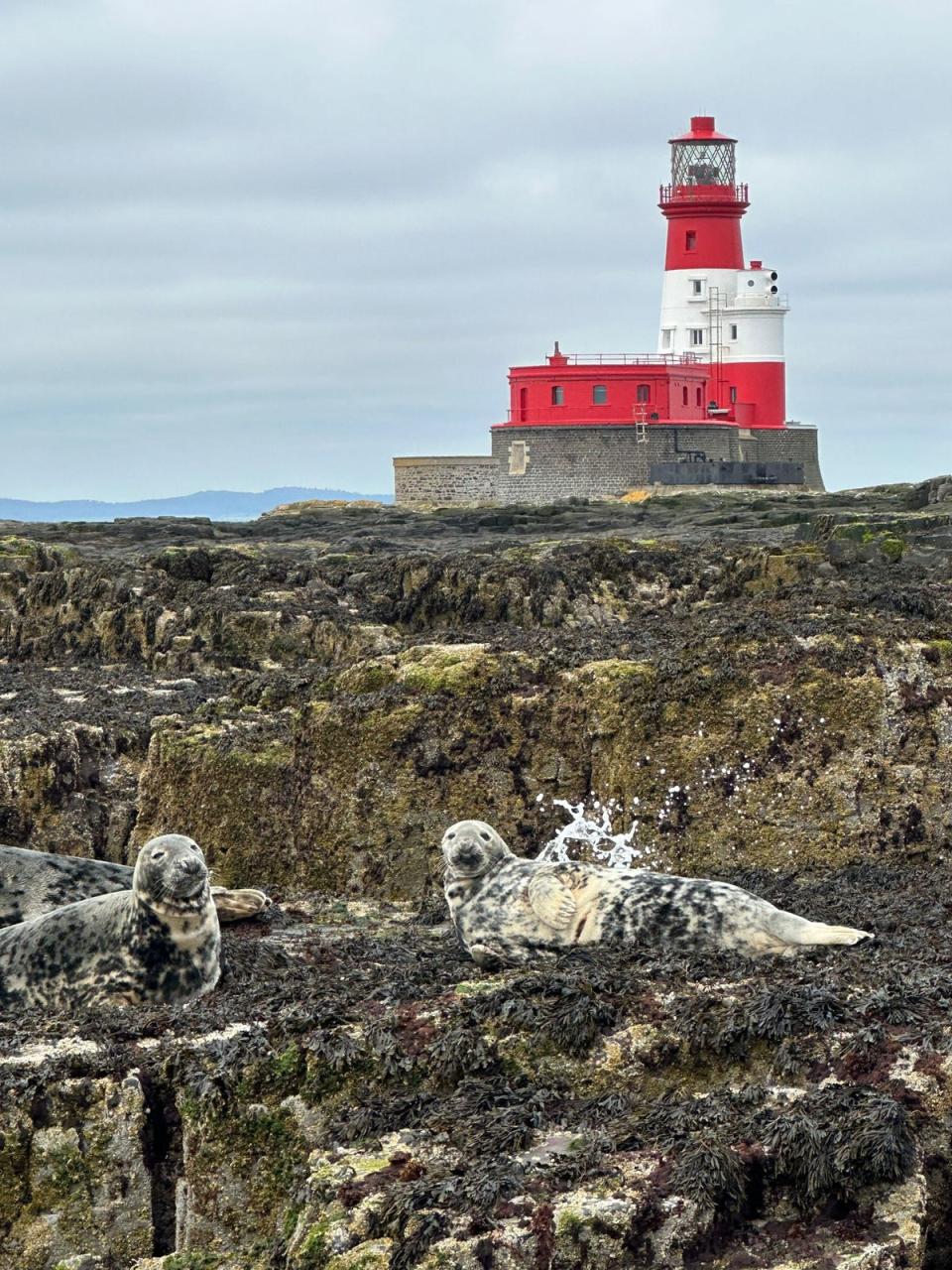 Grey seals (PR handout)