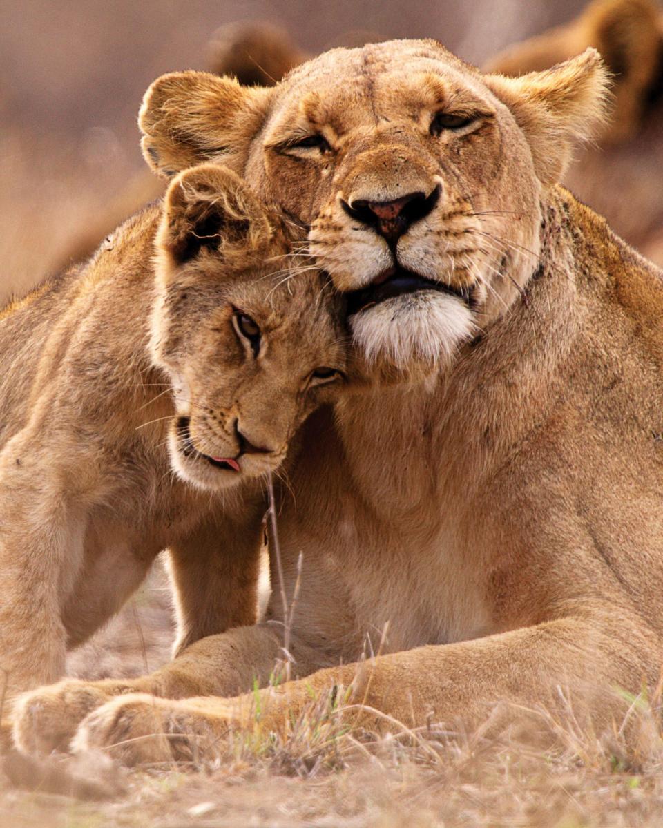 Tanda Tula Safari Camp