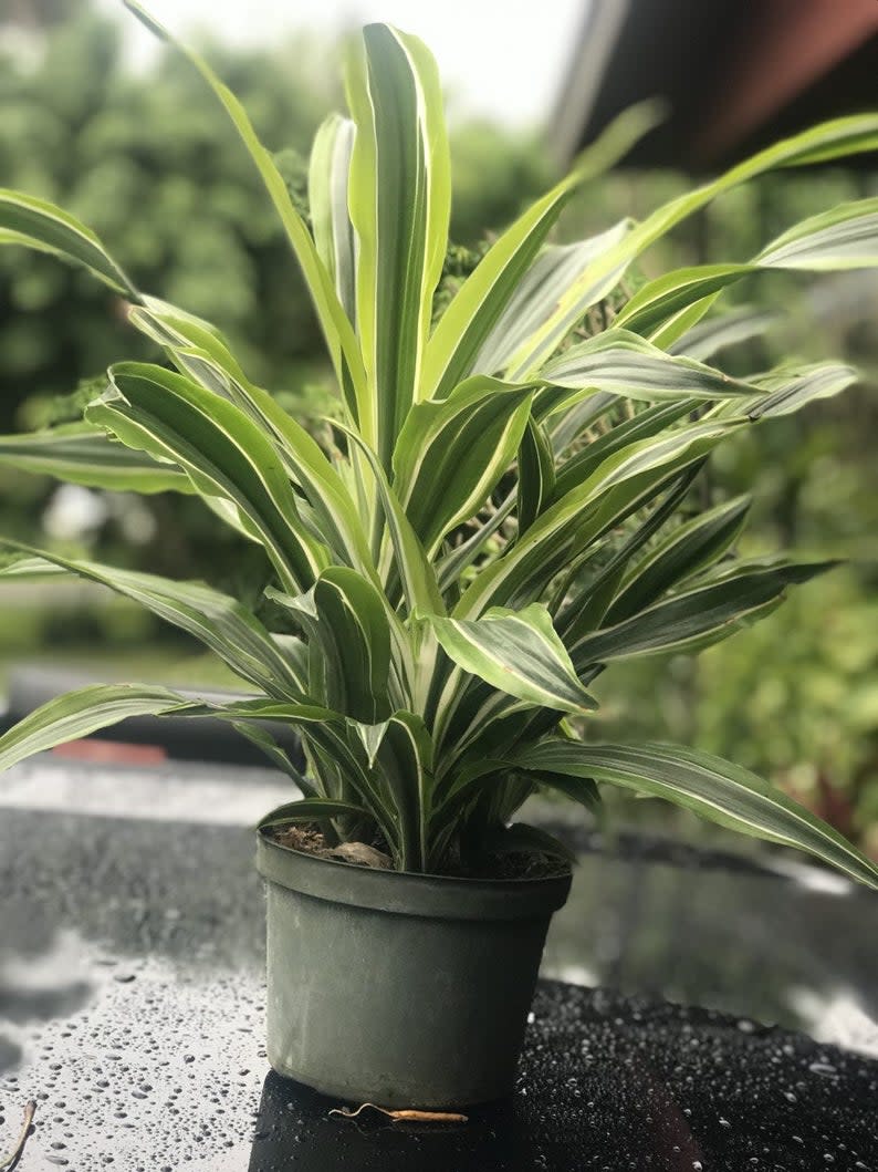 Dracaena Warneckii