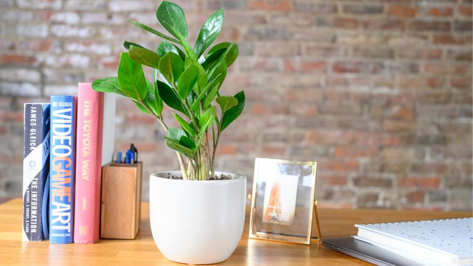 Best gifts for moms: a plant from The Sill