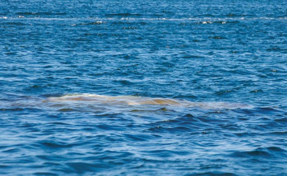 La silueta de un barco hundido puede verse bajo la superficie del agua en Watson Island Anchorage, el martes 17 de octubre de 2023.