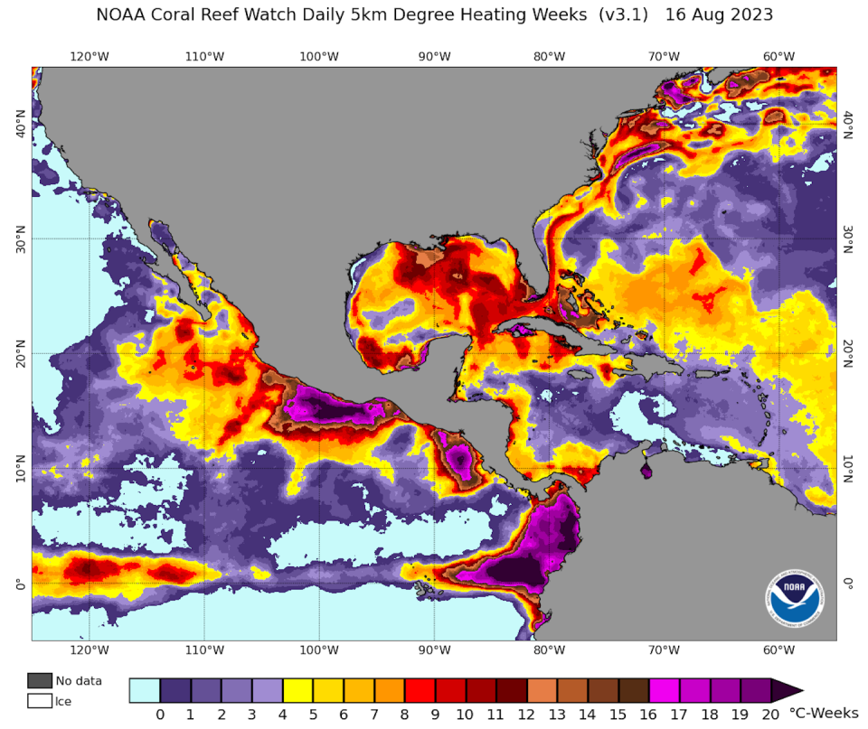 Degree heating weeks is a measure of accumulated heat stress over the previous 12 weeks. At 4-degree Celsius-weeks (7.2 Fahrenheit-weeks), coral bleaching is expected. Above 8 C-weeks (14.4 F-weeks), significant bleaching and mortality are expected to begin. <a href="https://coralreefwatch.noaa.gov/product/5km/index_5km_dhw.php" rel="nofollow noopener" target="_blank" data-ylk="slk:NOAA Coral Reef Watch;elm:context_link;itc:0;sec:content-canvas" class="link ">NOAA Coral Reef Watch</a>