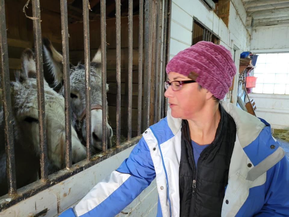 Owner Alison Barstow Elliott places her donkeys in "time-out" after a neighboring farmer brought them home Thursday afternoon. The donkeys had fled their animal rescue farm late Tuesday night, sparking sightings all over the area.