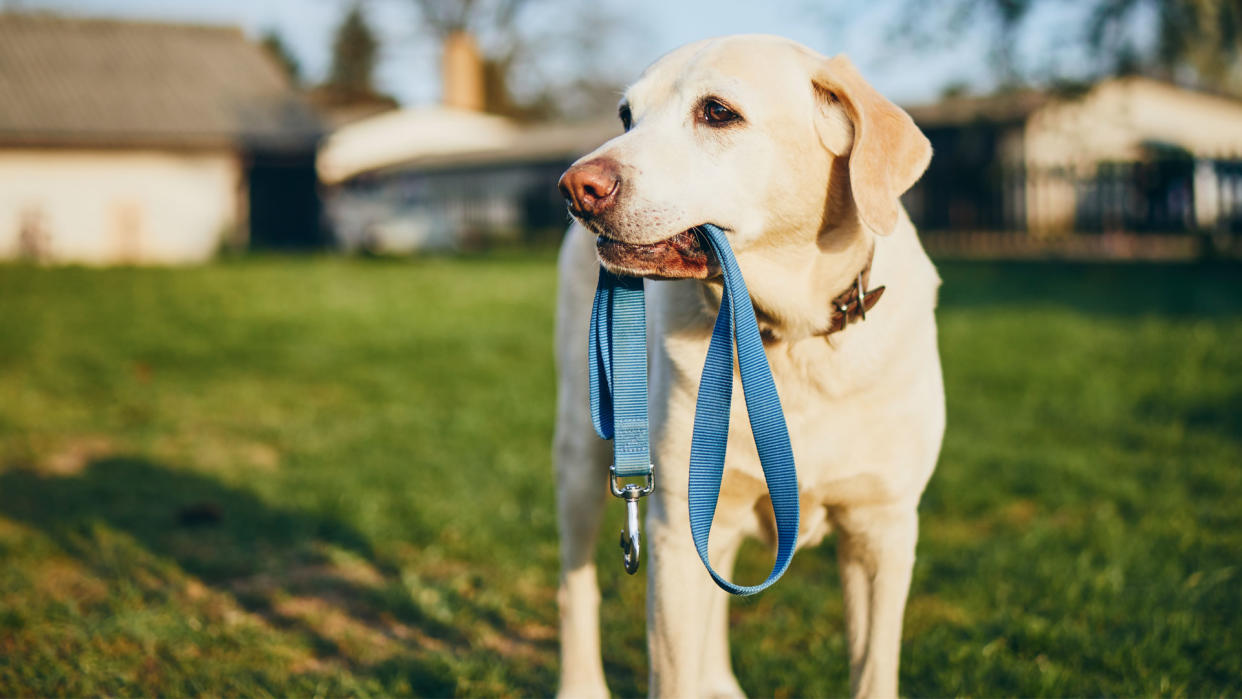  Dog holding leash in its mouth. 