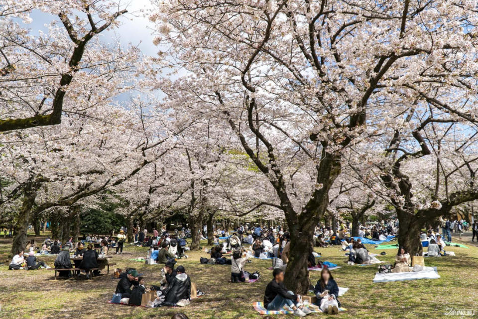 東京都內JR沿線賞櫻景點推薦