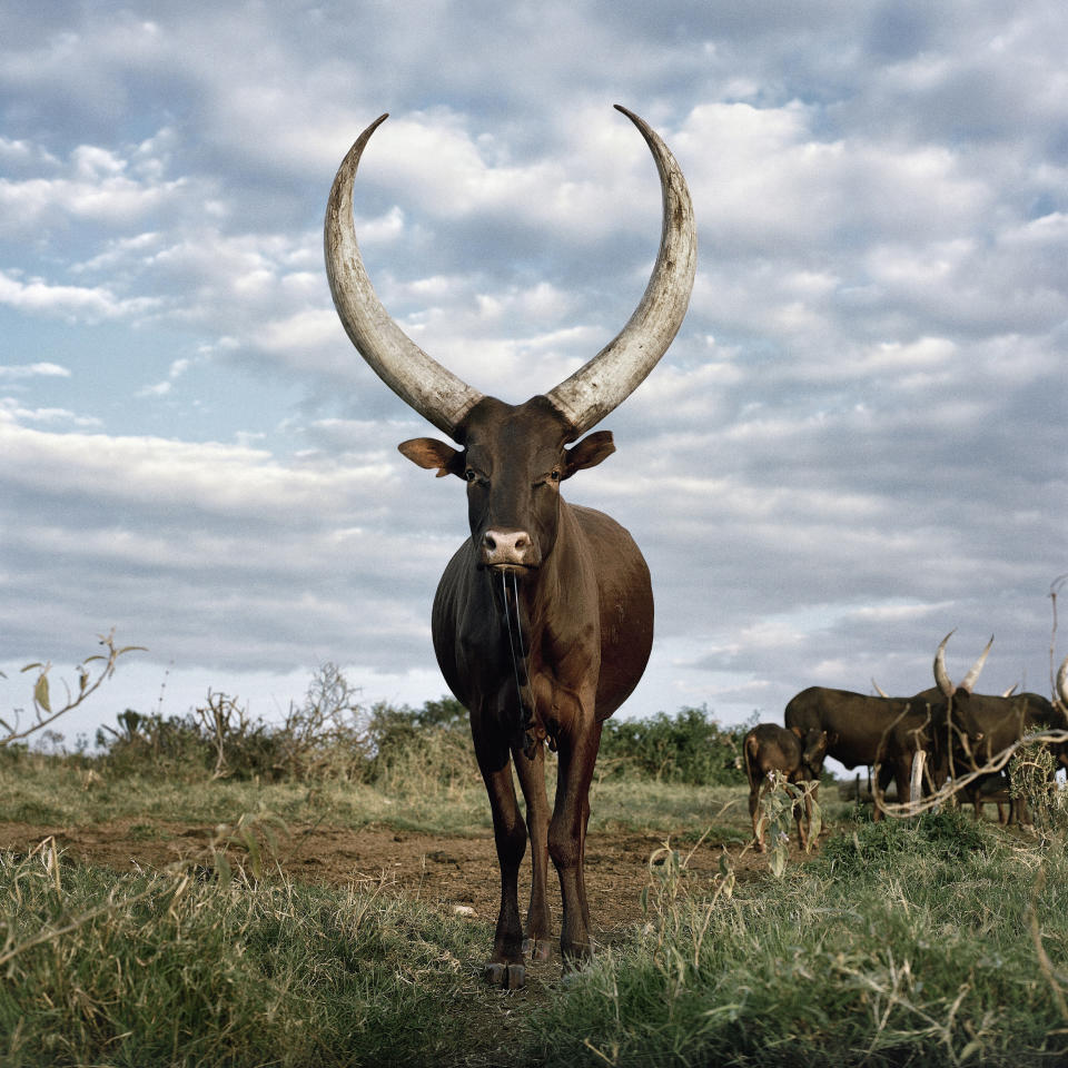 Ankole 4. Outside Mbarara, Kiruhura district, Western Region, Uganda, 2012