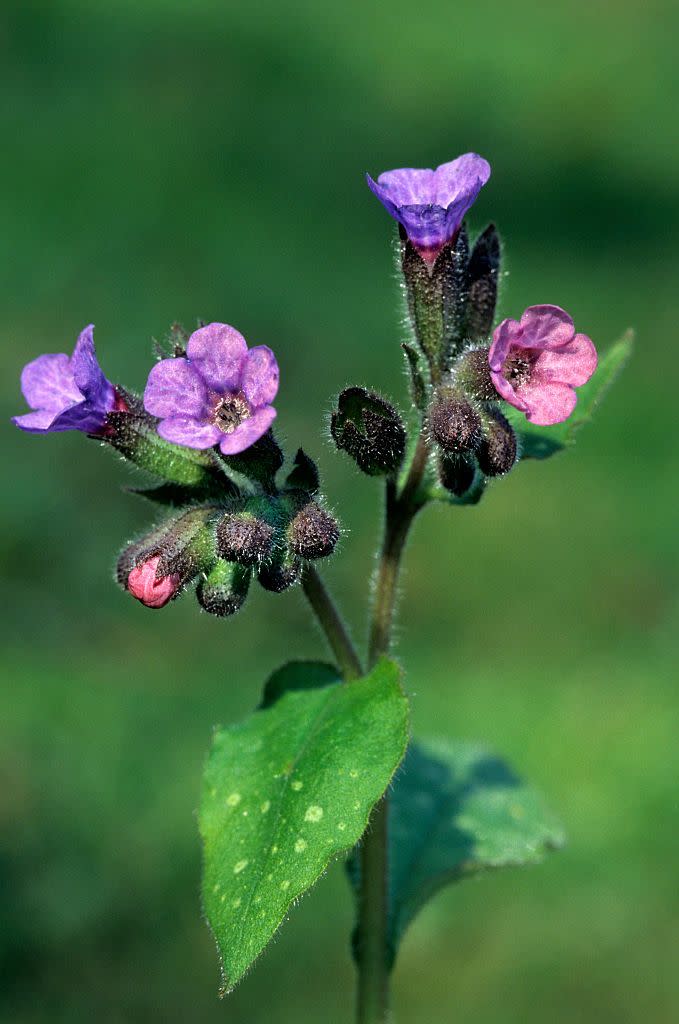 Spring Flower: Lungwort
