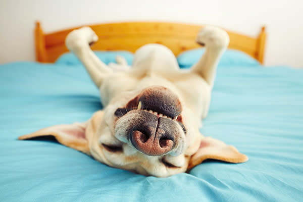 Que tu perro duerma panza arriba es señal de que se siente seguro. Foto: Jaromir Chalabala / EyeEm / Getty Images.