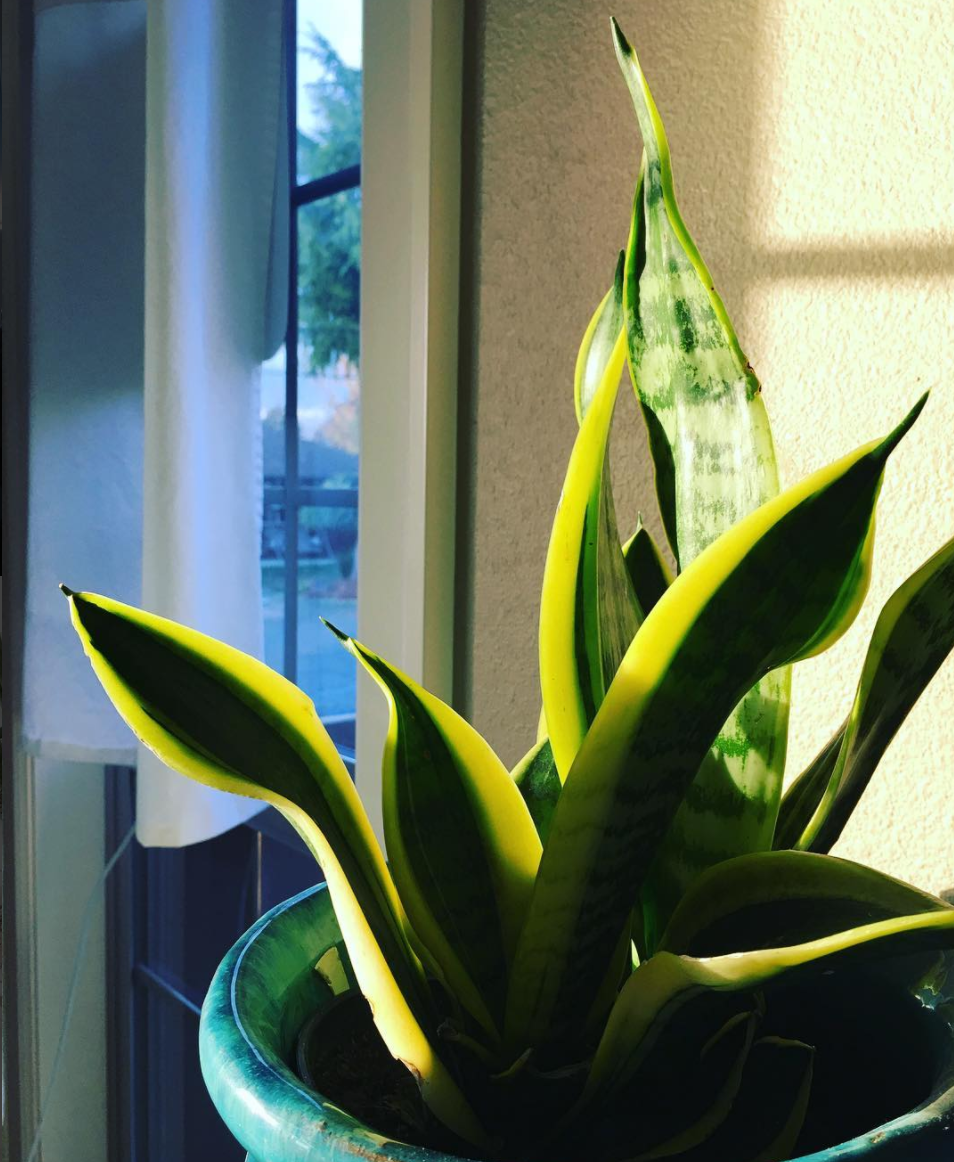 <p>Not only are these plants cool looking and easy to keep, they also help to purify the air in your home. They cope really well with low light and drought, so just try and remember to water them occasionally and then you can forget about them for long periods, guilt free.</p><p>Image: Instagram </p>