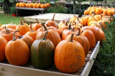 Happy harvesting! It's Pumpkin Day!