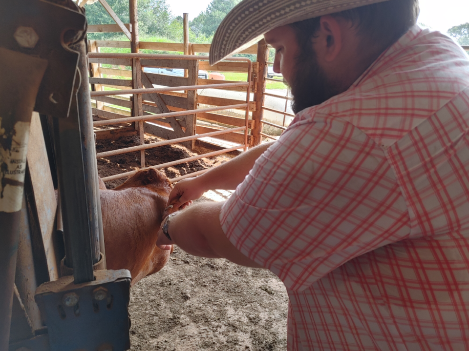 Jacob Fowler checking cattle for ticks.