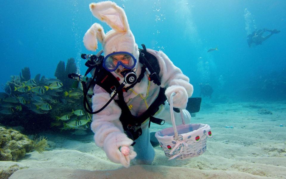 Spencer Slate, costumed as an underwater Easter bunny, placing hard-boiled eggs on the sand in the Florida Keys National Marine Sanctuary. Slate coordinates an underwater Easter egg hunt for his customers, which he uses it to raise funds for a local children's charity  - FRAZIER NIVENS/Florida Keys News Bureau/AFP