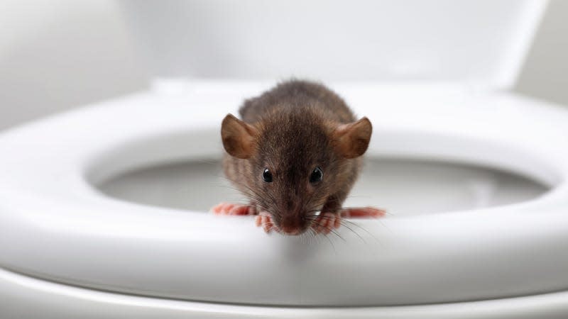 A rat on top of a toilet bowl. - Image: New Africa (Shutterstock)
