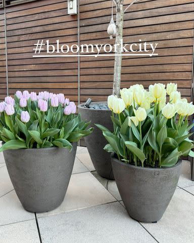 <p>Kelly Ripa/Instagram</p> More flowers planted at Ripa and Consuelos' N.Y.C. home