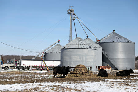 Farm equipment and grain storage belonging to farmer Austin Rincker stand beyond beef cattle in Moweaqua, Illinois, U.S., March 6, 2019. REUTERS/Daniel Acker/Files