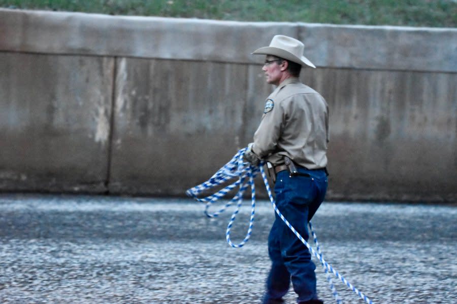 CPW District Wildlife Manager Ty Smith looks to throw a rope near two trapped yearling mountain lions.