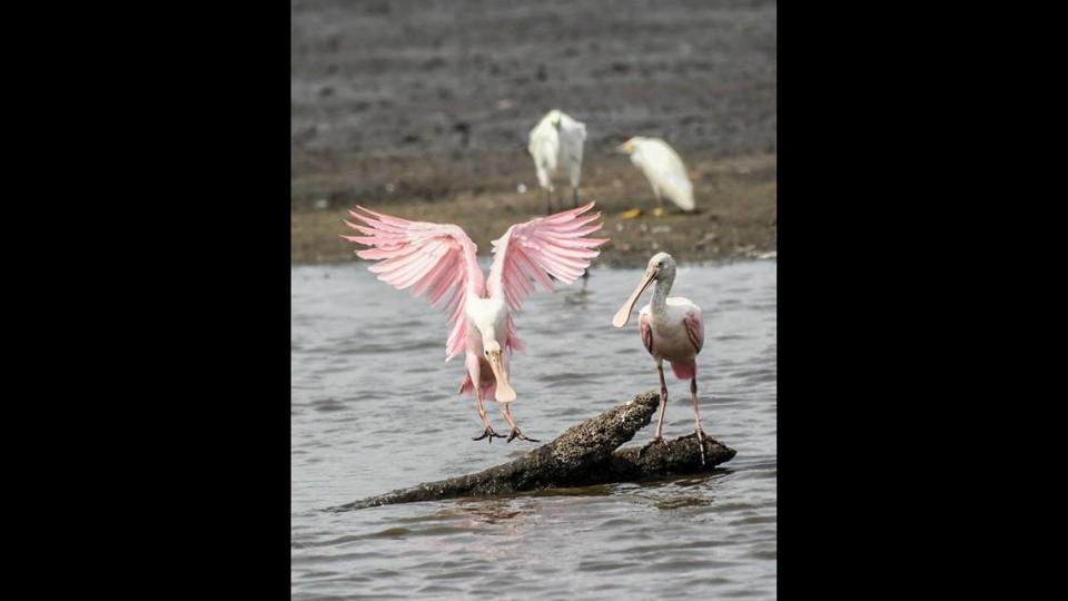 Younger roseate spoonbills are pale pink while adults are a vibrant magenta pink.  