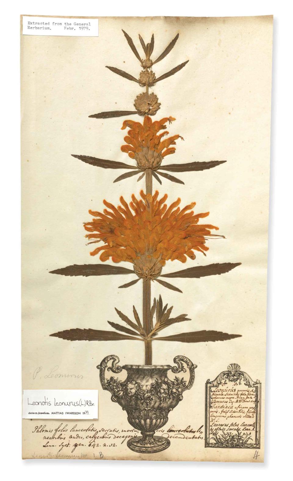 George Clifford’s herbarium sheet – this early collection of dried and pressed plants helped young Swedish scientist Carl Linnaeus to devise a structure for naming specimens. Linnaeus is considered the ‘father of modern botany’ and his system of classification is still in use today. (Natural History Museum)