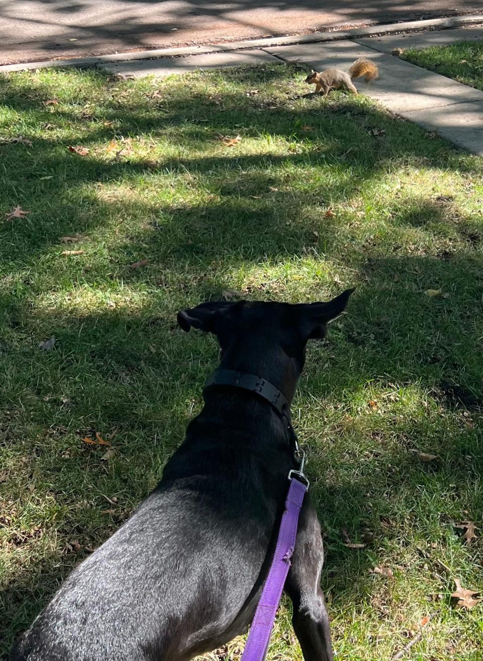 A squirrel has the audacity to exist in front of Rosie, a dog who will most definitely be able to catch said squirrel.