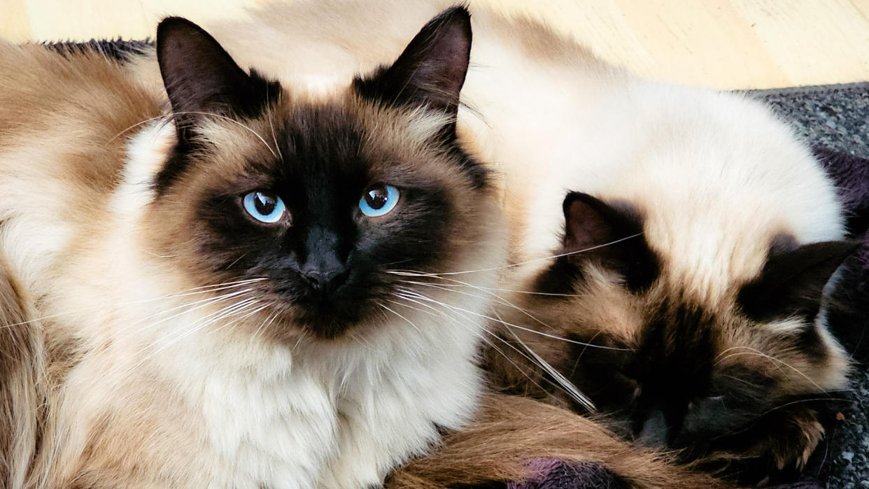  Ragdoll cats with blue eyes. 