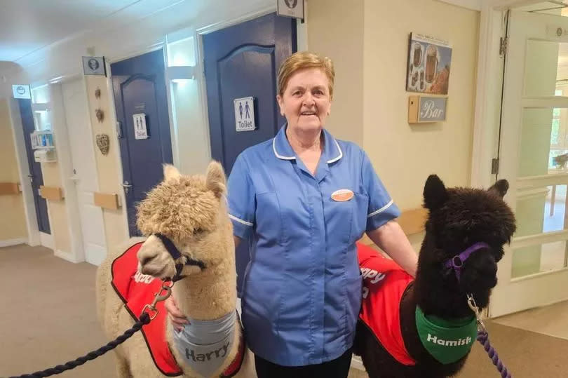 A care home staff member with Hamish and Harry the alpacas